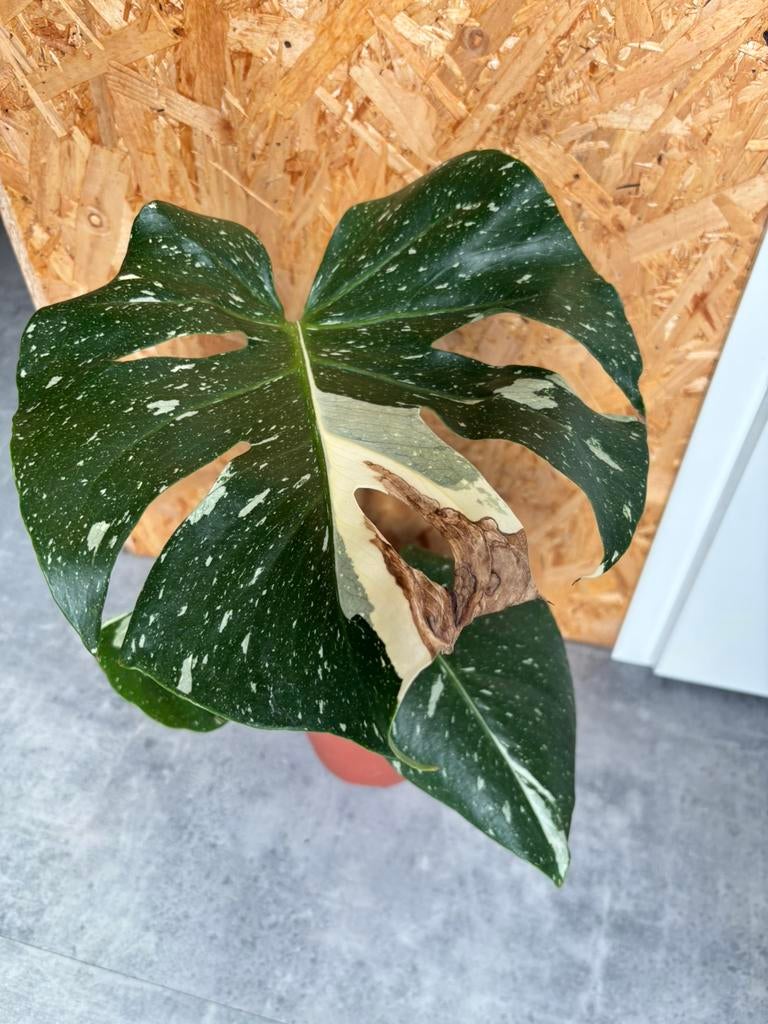 Monstera Thai Constellation, Groene kamerplant, Ophalen, Halfschaduw, Minder dan 100 cm