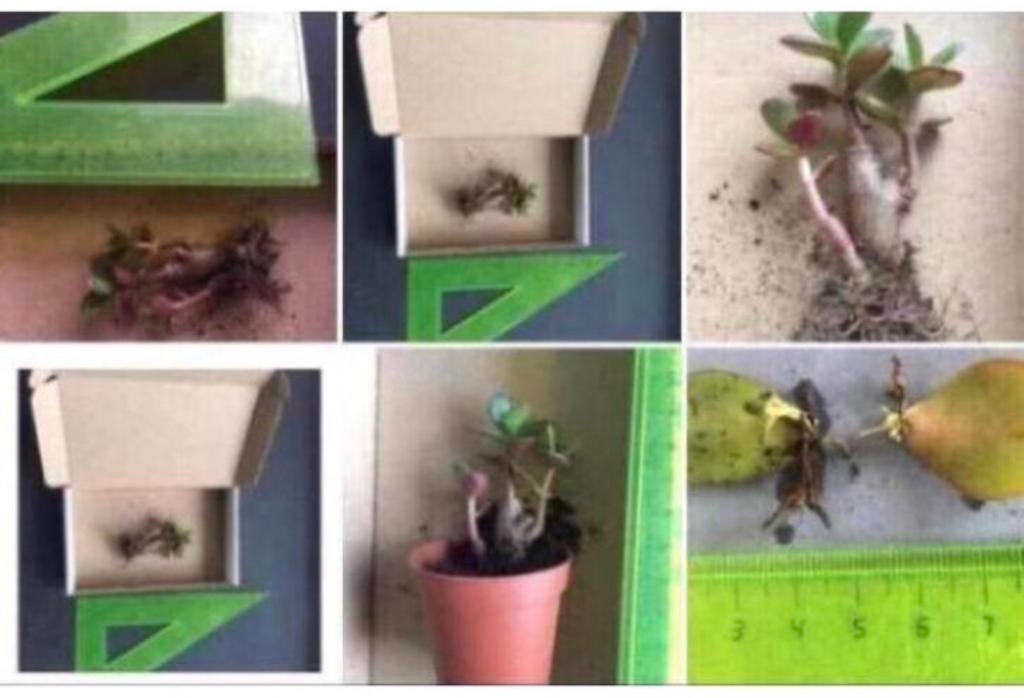 Bio Crassula Ovata stekjes plant geluksboompjes geldboompjes, Vetplant, Ophalen of Verzenden, In pot, Minder dan 100 cm