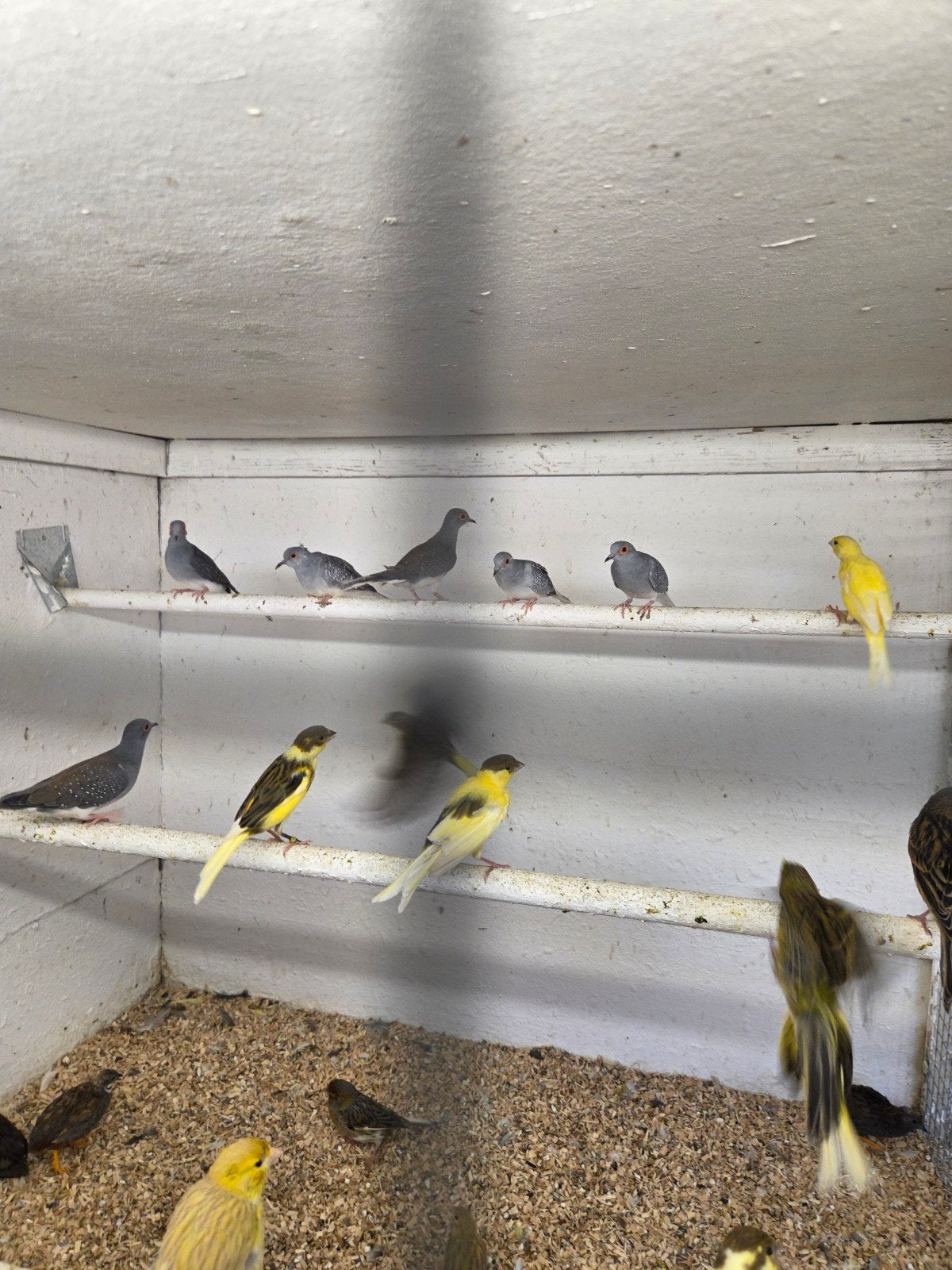 Diamant duifjes, Dieren en Toebehoren, Vogels | Duiven, Meerdere dieren, Overige soorten