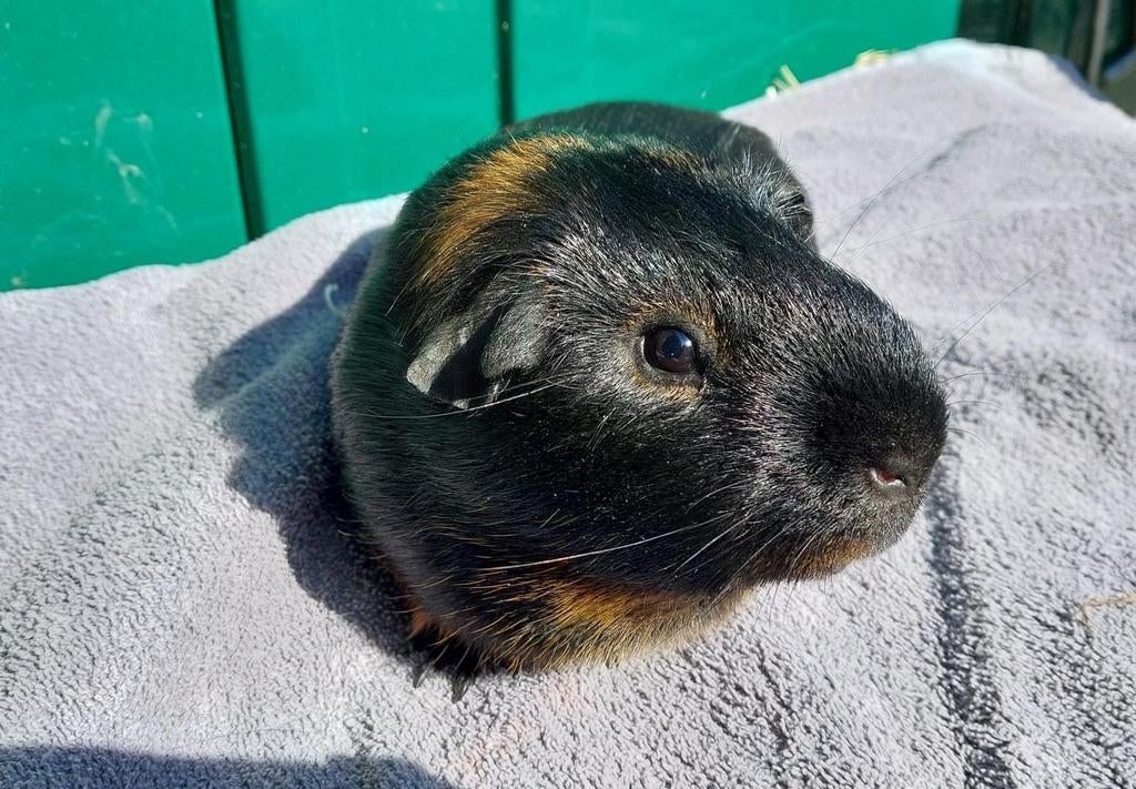 Gladhaar cavia beer, Dieren en Toebehoren, Knaagdieren, Mannelijk, Cavia, April