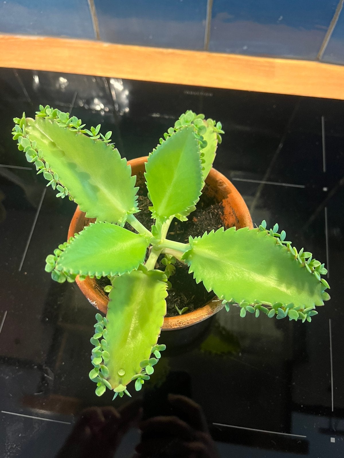 Mother of thousands, Ophalen, Halfschaduw, Minder dan 100 cm