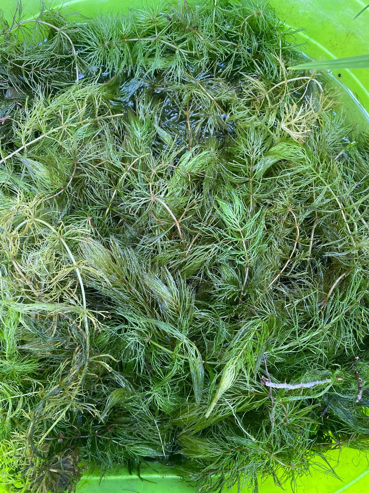 Zuurstofplanten hoornblad volle emmer 10 liter  l, Ophalen of Verzenden, Zo goed als nieuw