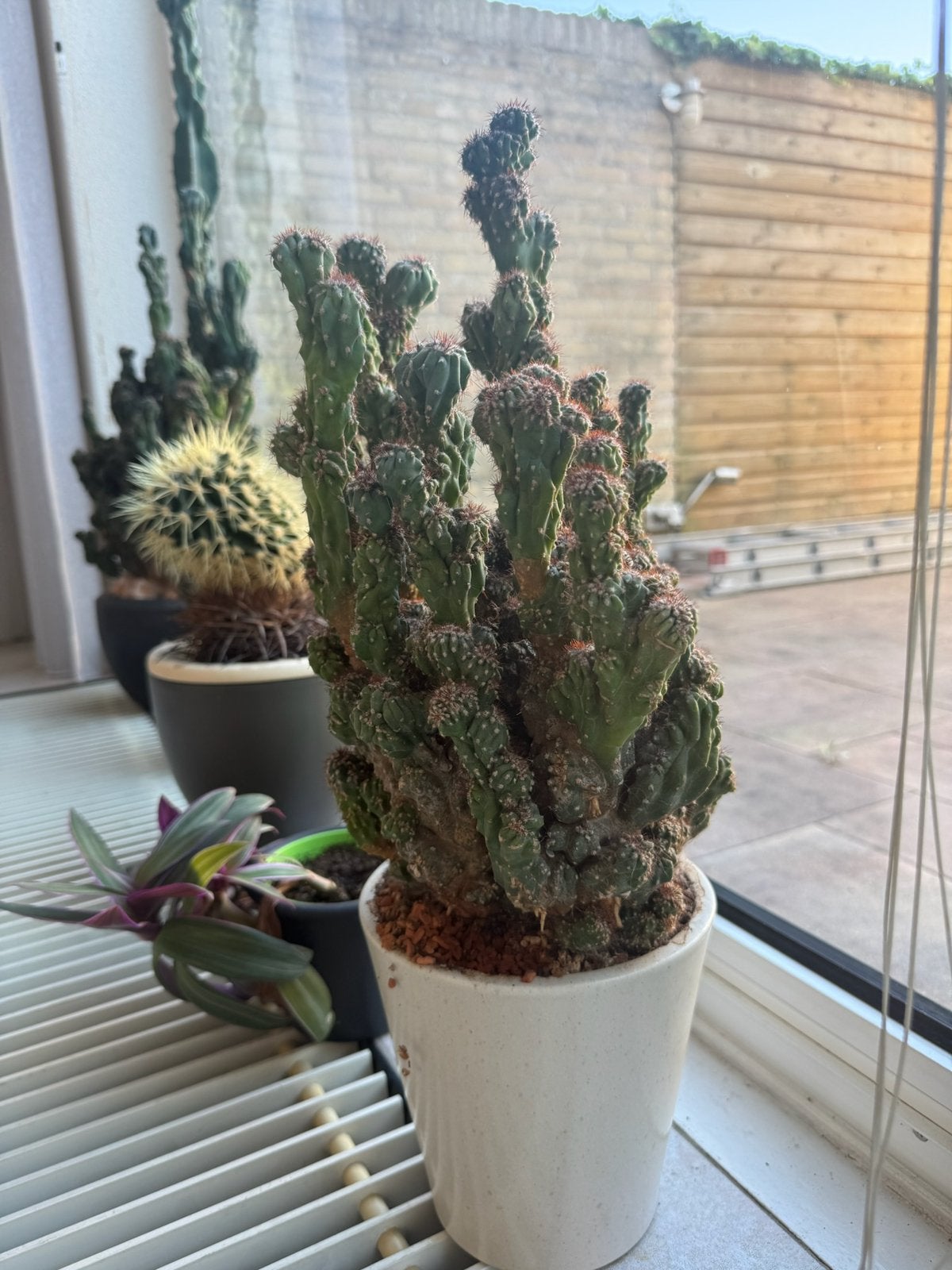Diverse cactussen, Ophalen, Halfschaduw, Minder dan 100 cm