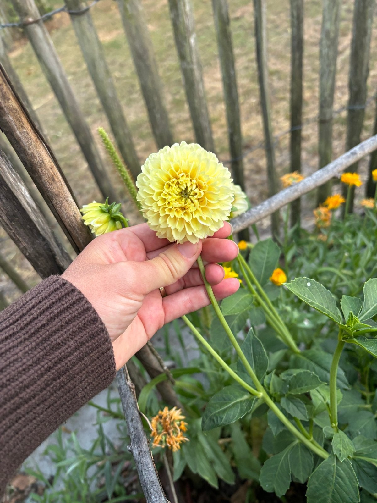 Dahlia 'Sweet Suzanne' - Prachtige Gele Pompondahlia, Overige soorten, Volle zon, Vaste plant, Ophalen of Verzenden