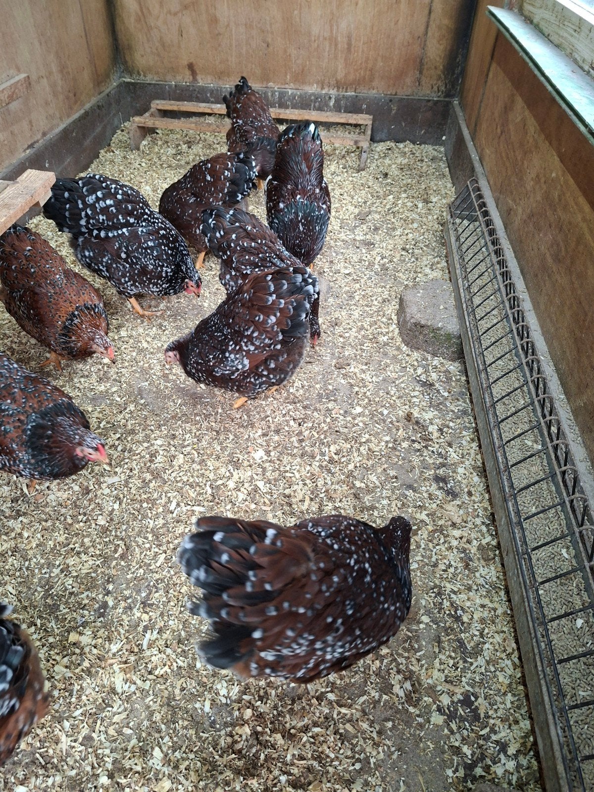 Broedeieren  van wiandotte kriel, Dieren en Toebehoren, Pluimvee, Geslacht onbekend, Kip