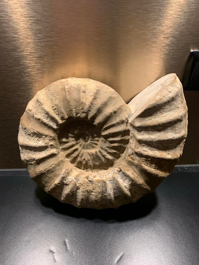 Grote ammoniet uniek 12 kilo, Verzamelen, Mineralen en Fossielen, Ophalen, Fossiel