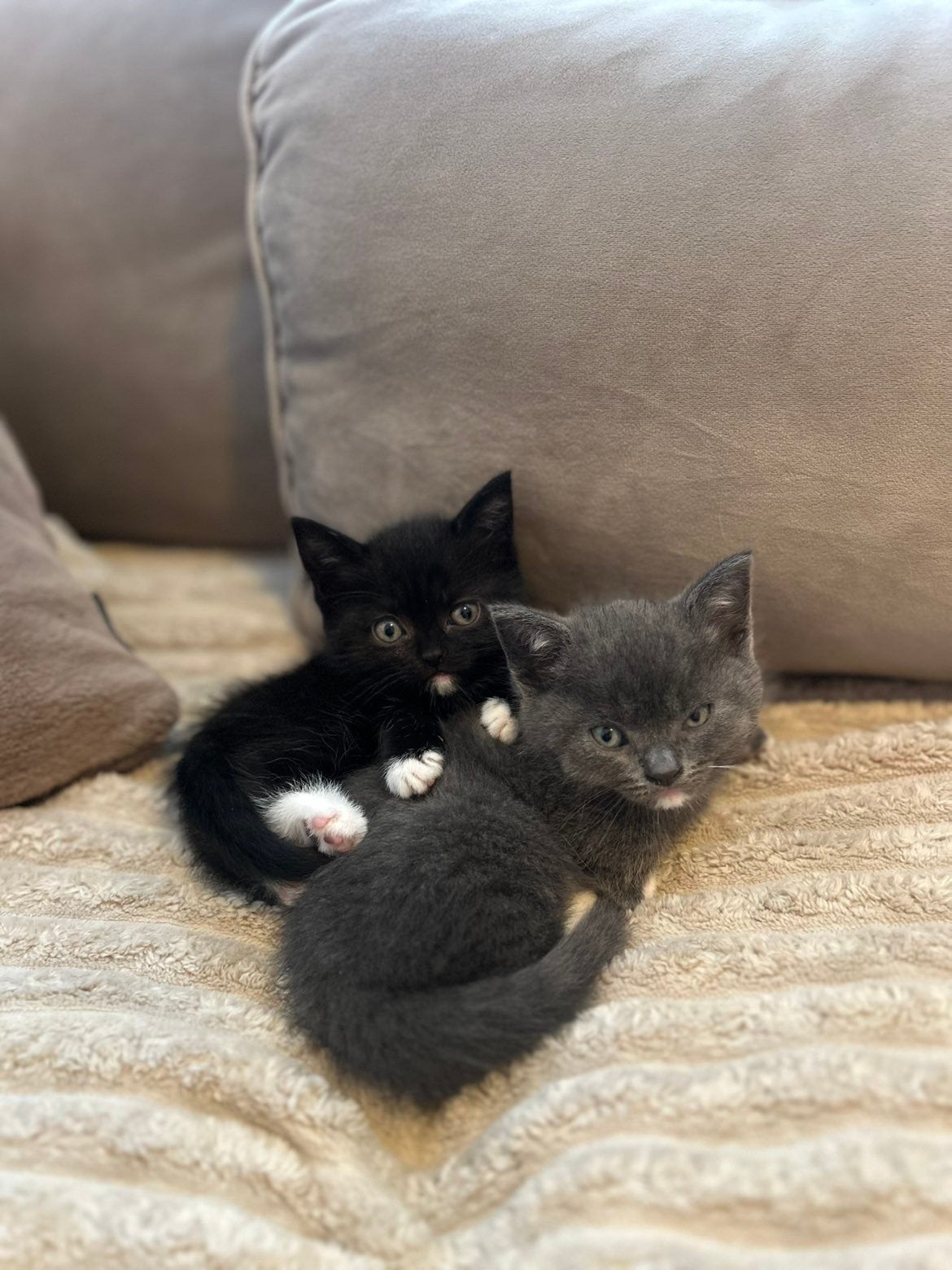 Britse korthaar kittens, Meerdere dieren