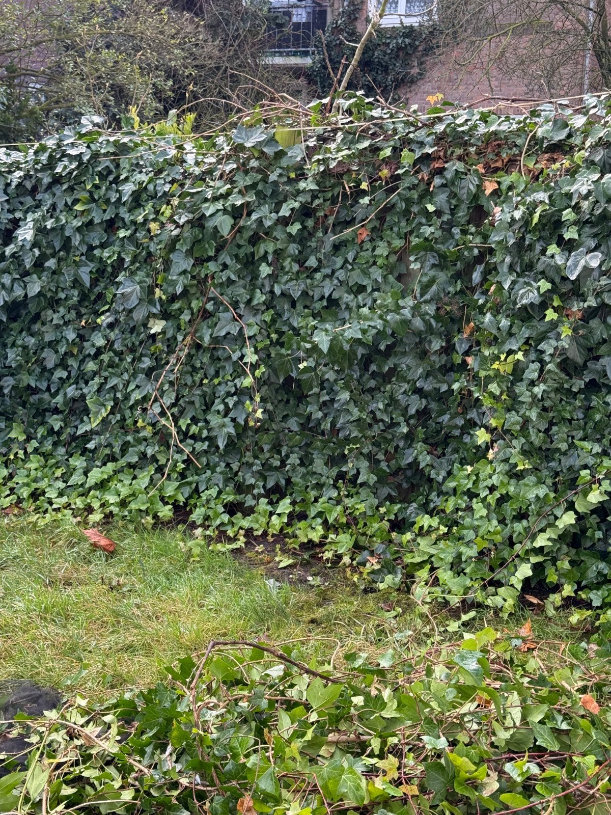 Tuinman hovenier wij helpen uw verder, Ophalen of Verzenden