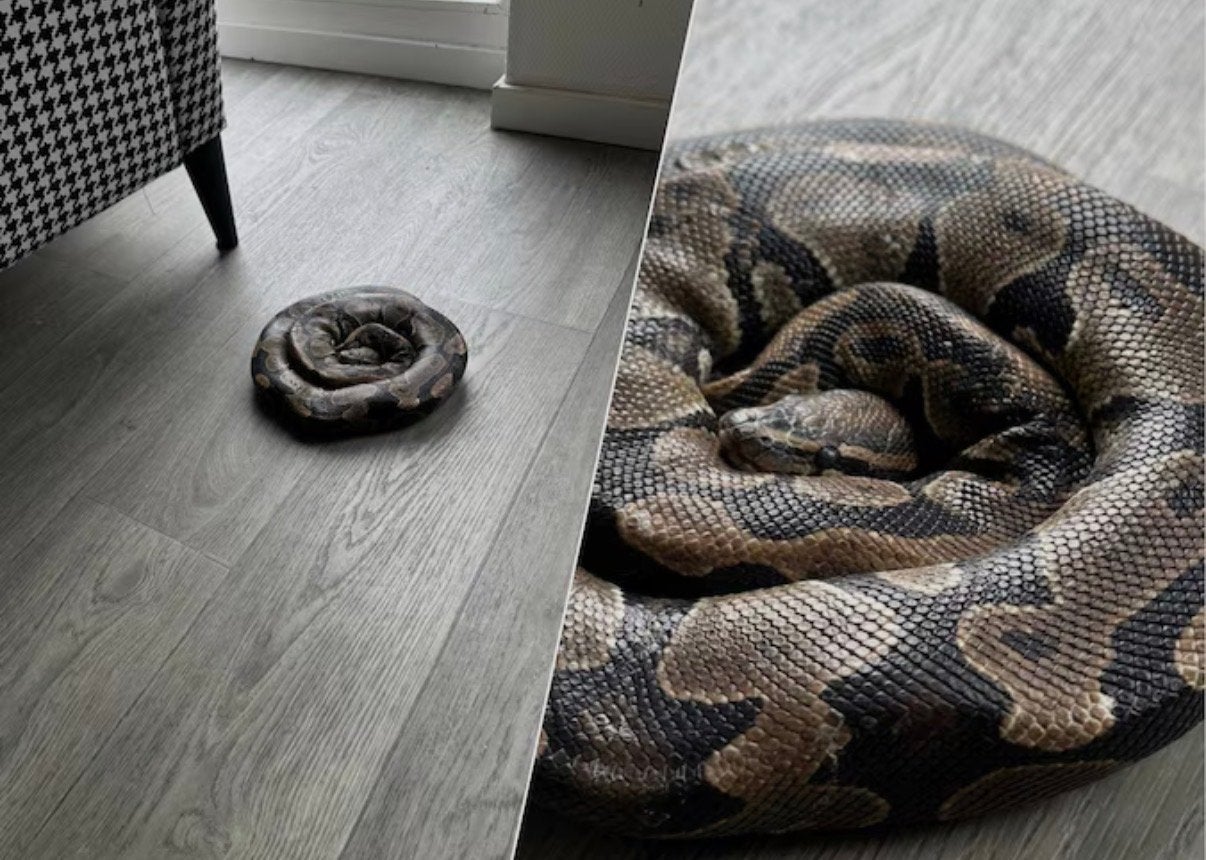 Gratis af te halen  koningspython Ball Python - unknown for sale from M