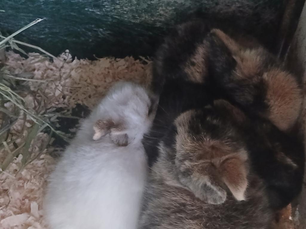 De schattigste konijntjes, Dieren en Toebehoren, Konijnen, Meerdere dieren, Middelgroot, 0 tot 2 jaar
