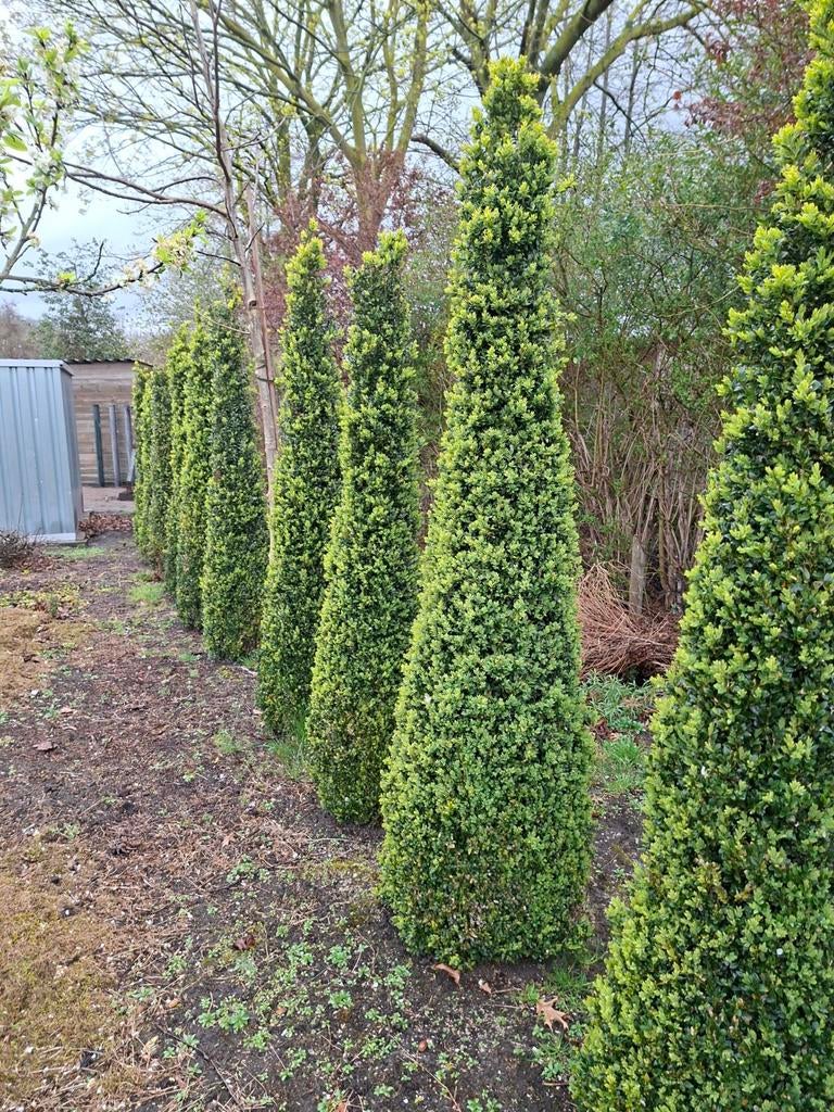 Buxus spillen, Ophalen of Verzenden