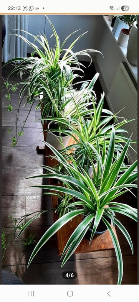 Graslelie, Ophalen of Verzenden, Cactus, Volle zon, Minder dan 100 cm