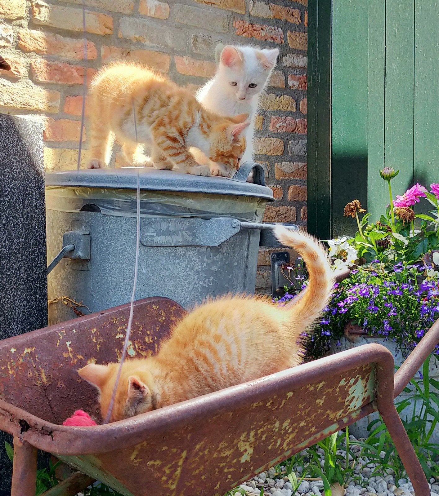 Super lieve kittens, Dieren en Toebehoren, Kater