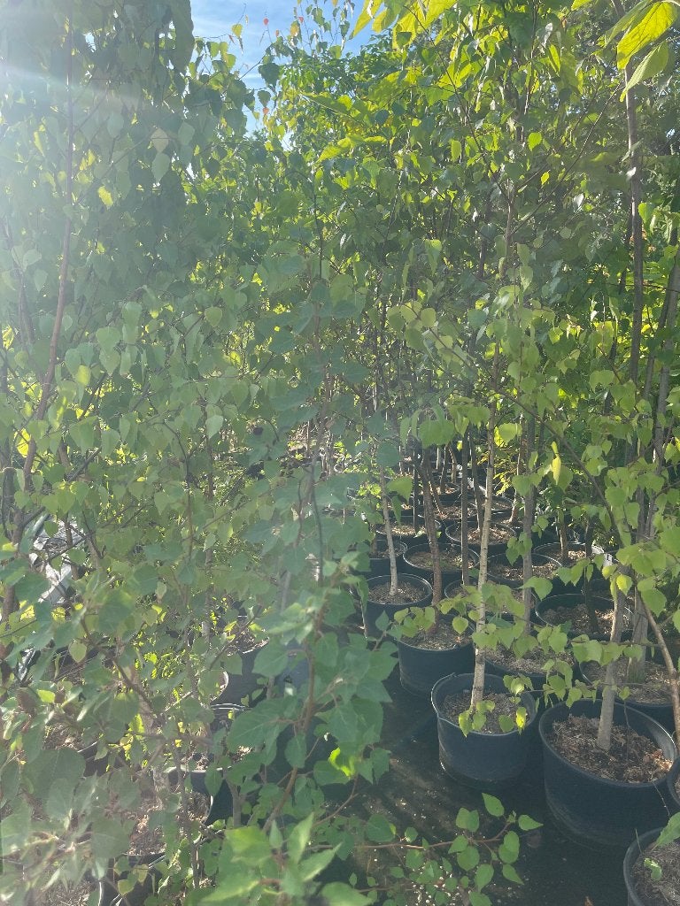 Bomen en planten, Bloeit niet, Halfschaduw, Overige soorten, 100 tot 250 cm