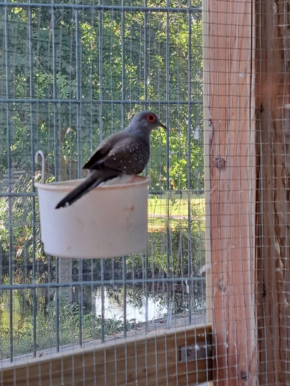 Diamantduif, Dieren en Toebehoren, Meerdere dieren