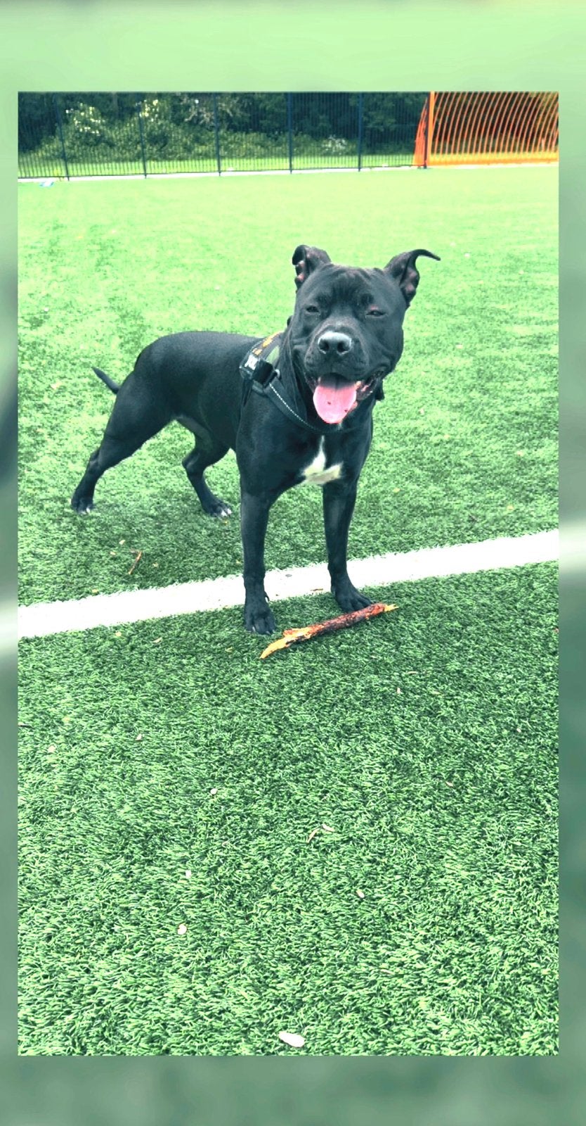 Amerikaanse pitbull/Stafford, Dieren en Toebehoren, HCC (leverziekte), 15 weken tot 1 jaar, Teef, Eén hond