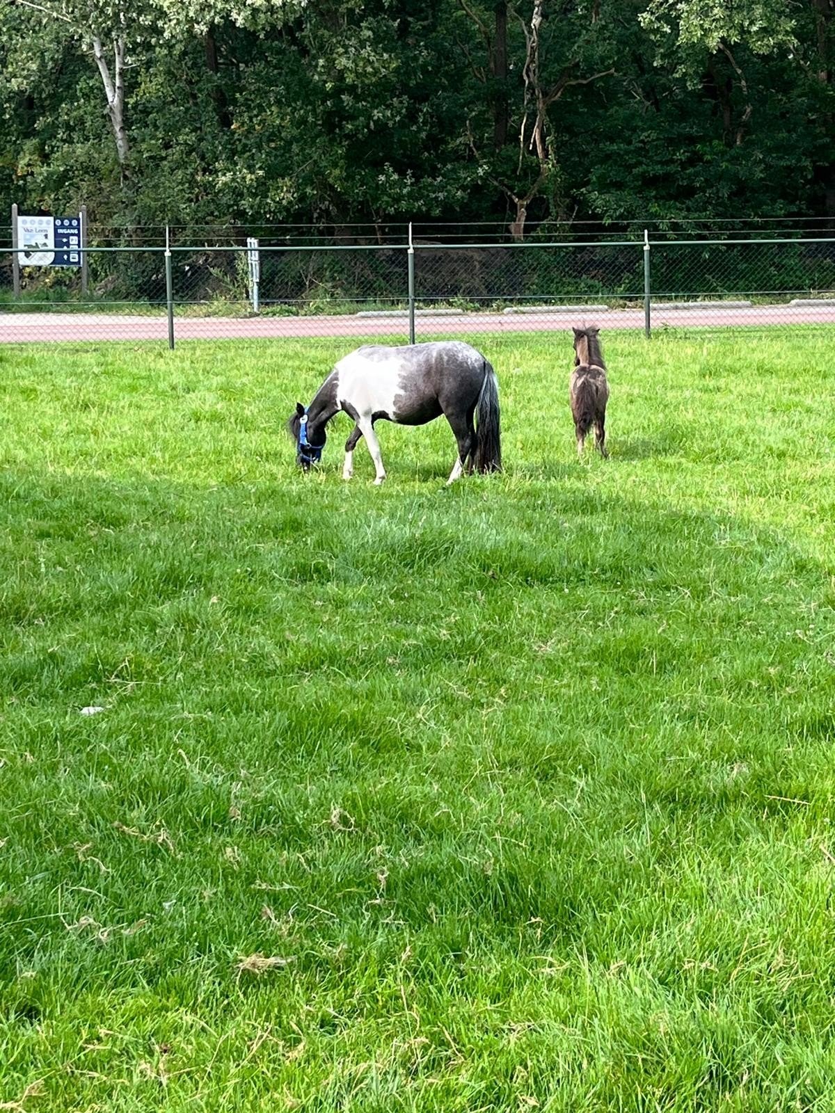 prachtig n.m.p.r.s mini paardje, Dieren en Toebehoren, Pony's, Merrie, A pony (tot 1.17m), Met stamboom, 3 tot 6 jaar