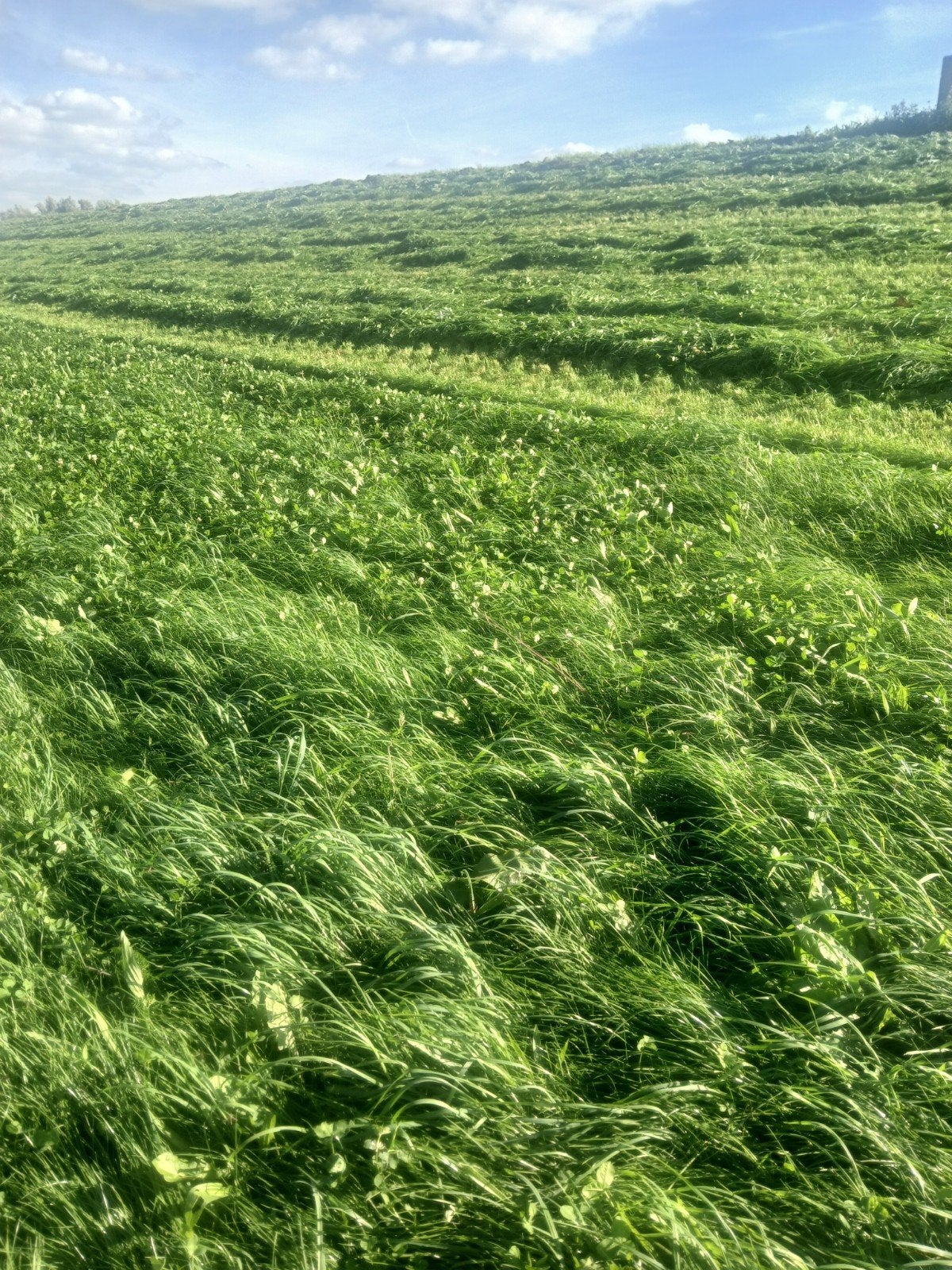 gras foliebalen