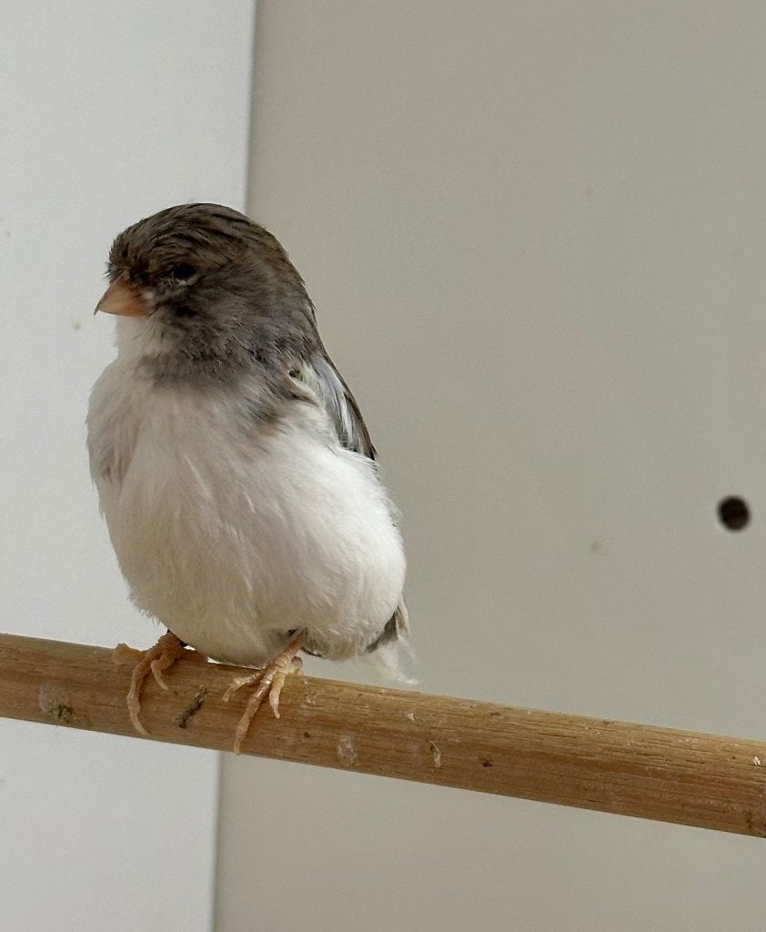 Gloster kanaries koppel, Dieren en Toebehoren, Vogels | Kanaries, Meerdere dieren, Kleurkanarie
