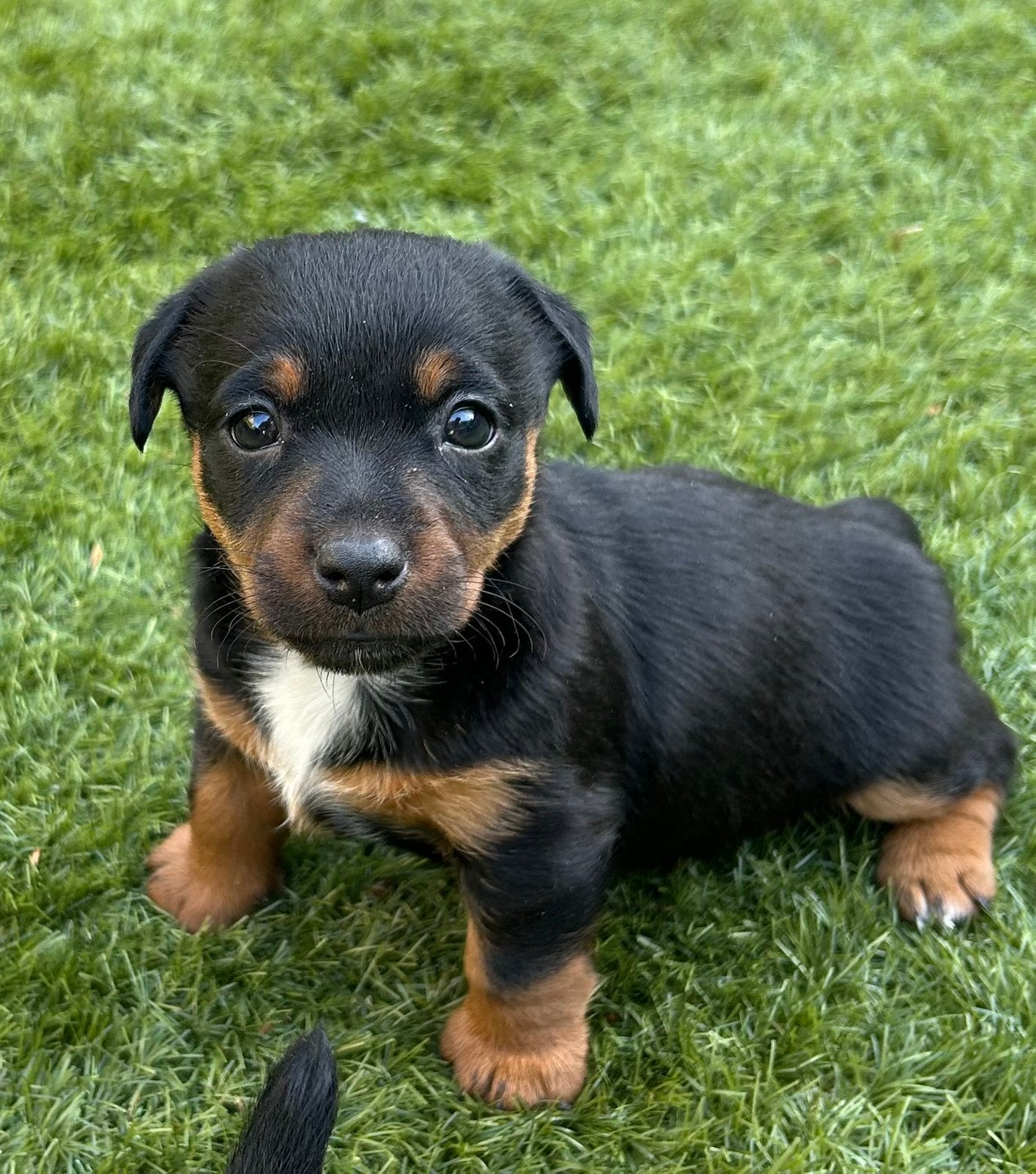Black and tan jack russel pups, Dieren en Toebehoren, Honden | Jack Russells en Terriërs, Parvo, Jack Russell Terriër, 8 tot 15 weken