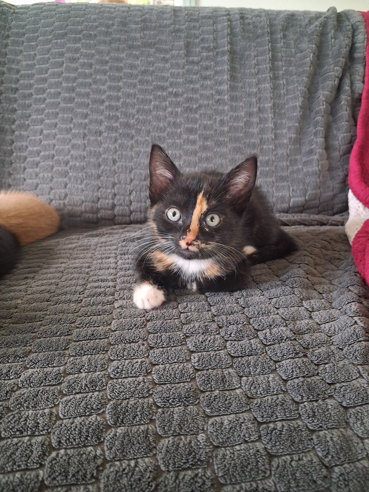kitten donkere lapjes poes, Dieren en Toebehoren, Poes, Kortharig, 0 tot 2 jaar