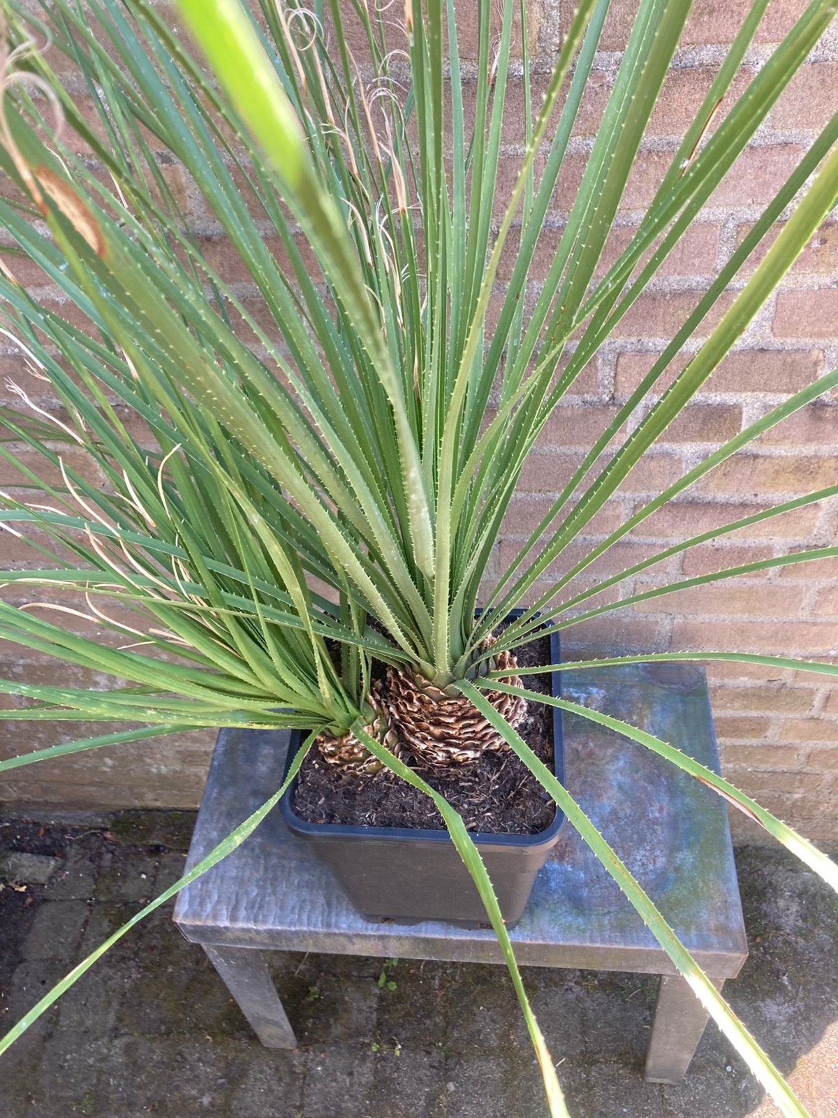 Dasylirion Serratifolium, Ophalen, Overige soorten, Volle zon