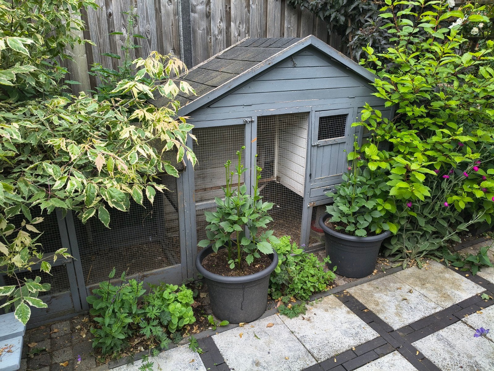 Kippenhok met vaste uitloop ren., Tuin en Terras, Tuinhuizen, Nieuw, Minder dan 250 cm, Minder dan 200 cm, Zonder ramen, Ophalen