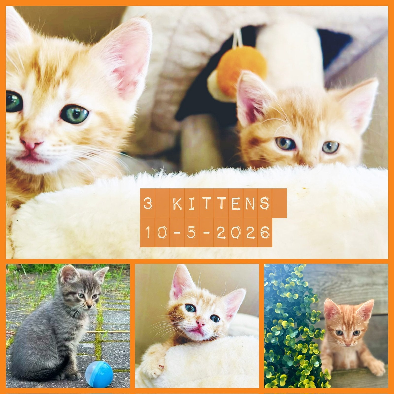 Lieve kittens zoeken een gouden mandje!, Meerdere dieren, Kortharig, 0 tot 2 jaar