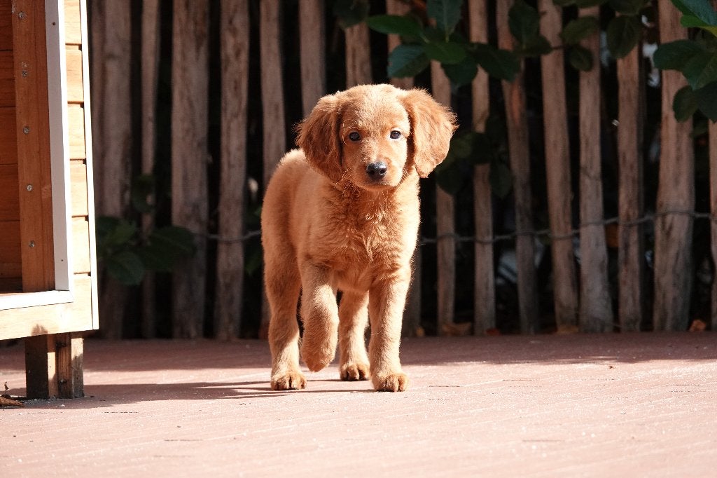 Abrikoze Labradoodle pups (type labrador), met stamboom, Parvo, België, Overige rassen, 8 tot 15 weken