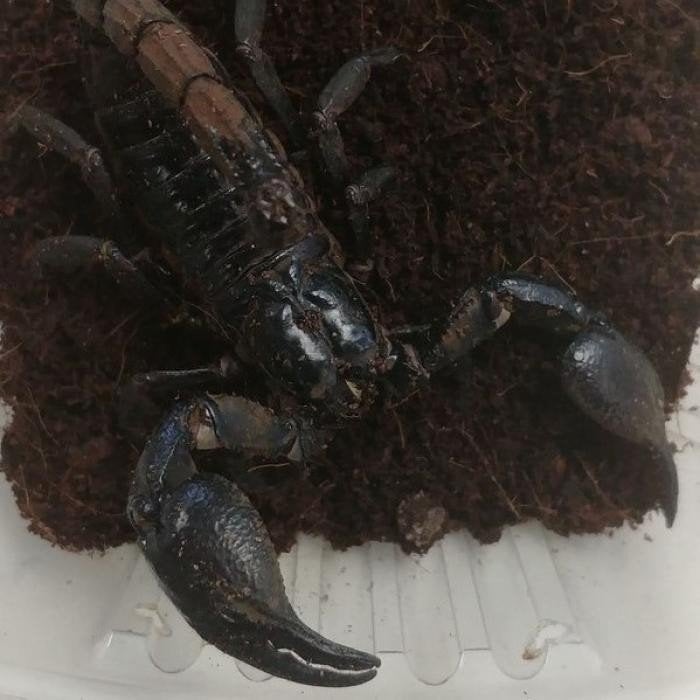 Heterometrus cyaneus, Dieren en Toebehoren