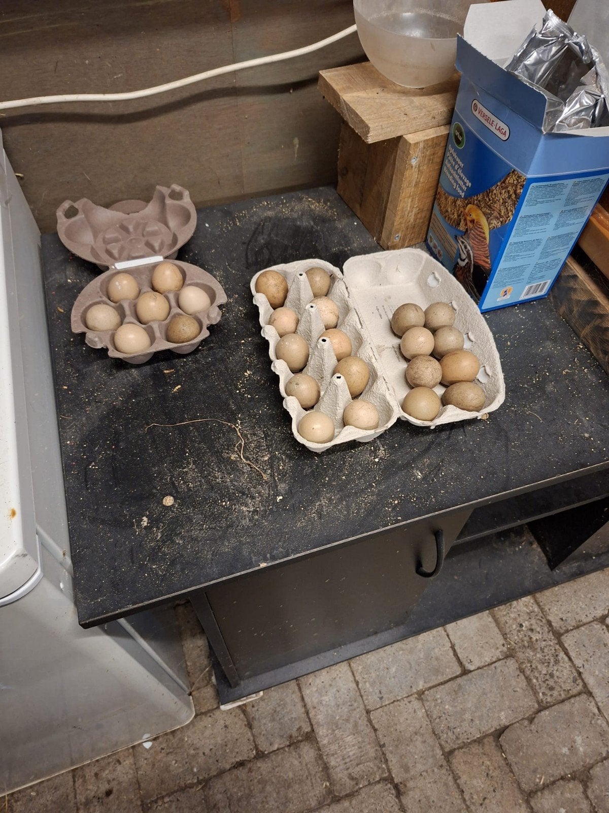 25 bosfazanten eieren 20 euro , goeie bevruchting, Dieren en Toebehoren, Pluimvee, Mannelijk, Kip