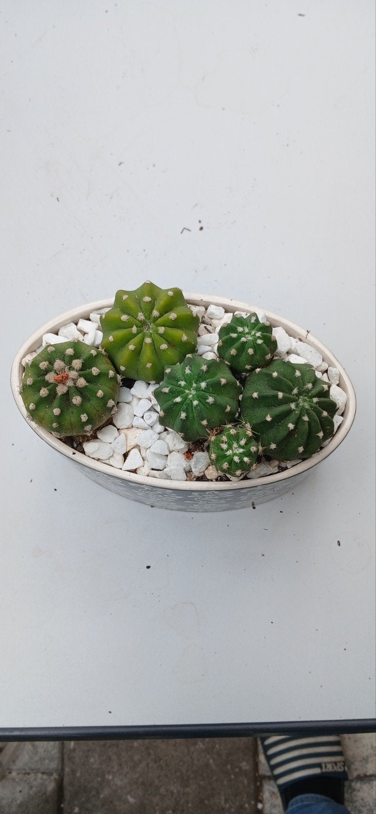 3 Echinopsis soorten in pot, Huis en Inrichting, Kamerplanten, Ophalen of Verzenden