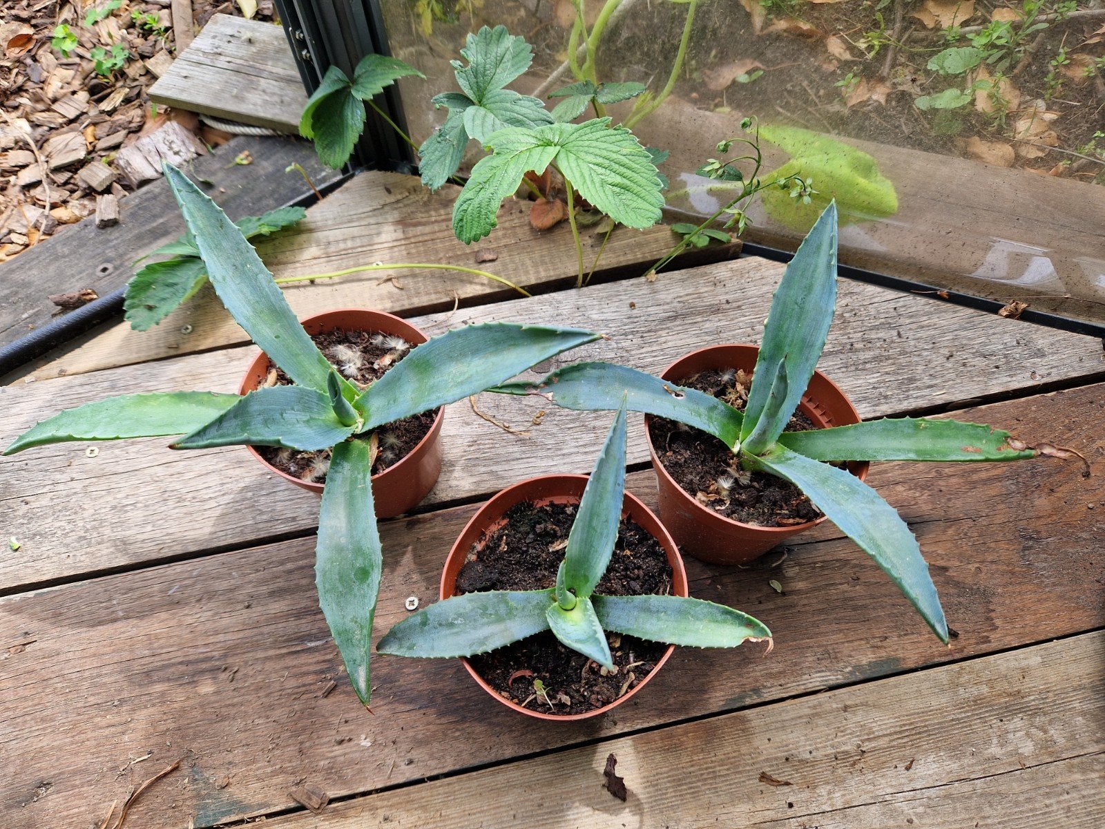 Agave, Ophalen, Bloeit niet, Overige soorten, Volle zon