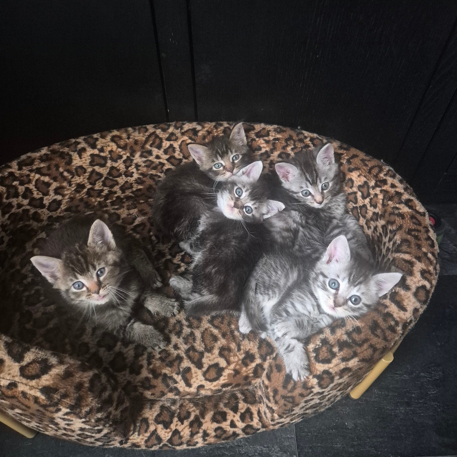 Maine coon kittens., Meerdere dieren, Ontwormd, 0 tot 2 jaar