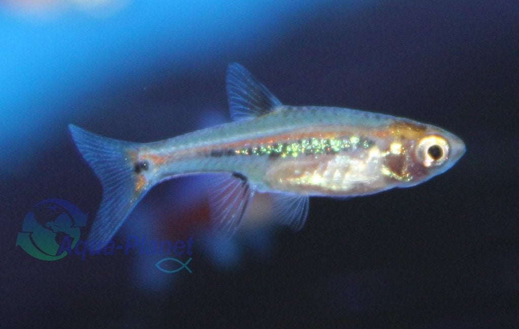Glasrasbora, Dieren en Toebehoren, Vissen | Aquariumvissen, Zoetwatervis, Vis, Schoolvis