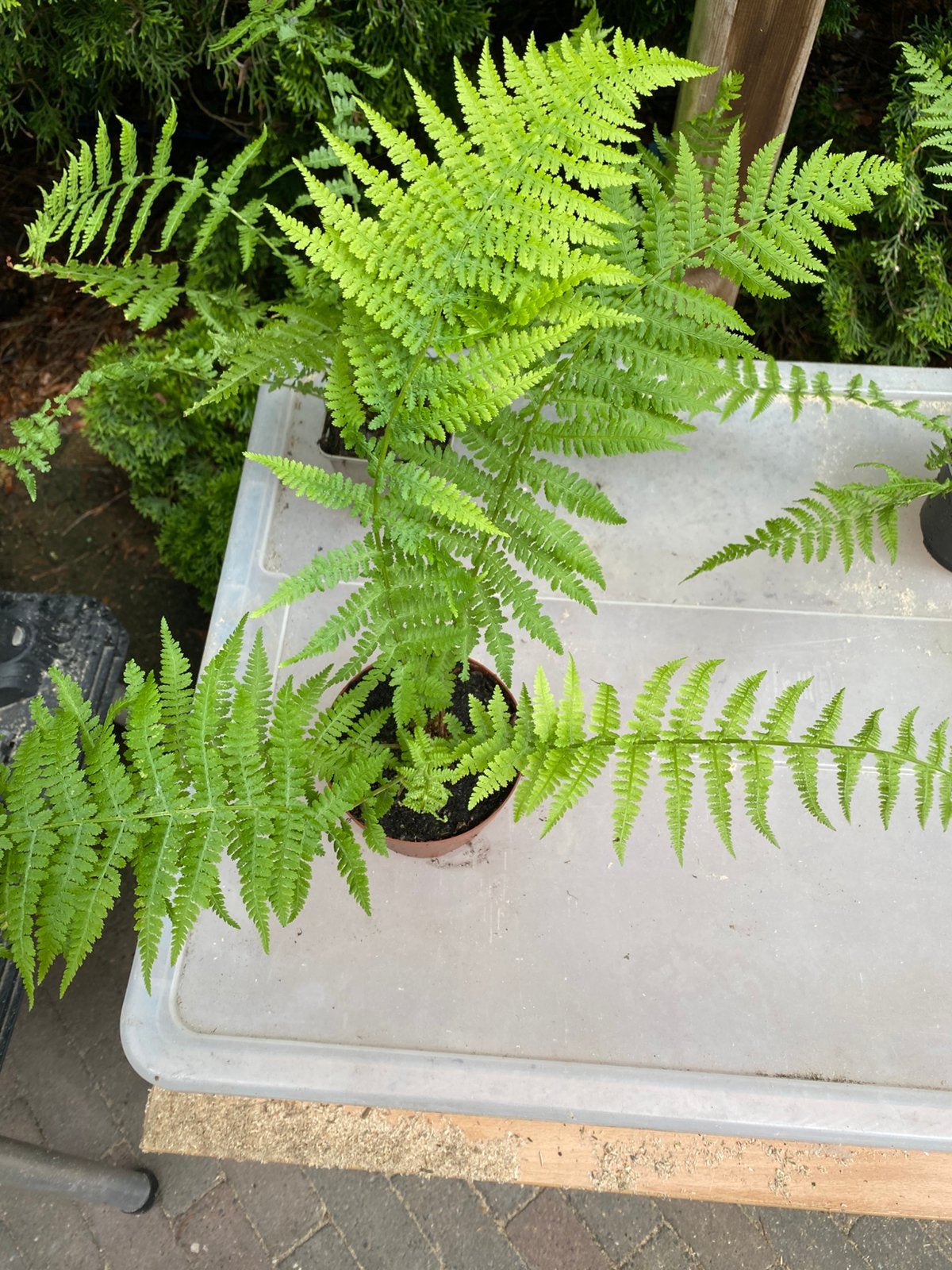 Mannetjesvaren (Dryopteris filix-mas), Vaste plant, Varens, Ophalen of Verzenden, Halfschaduw