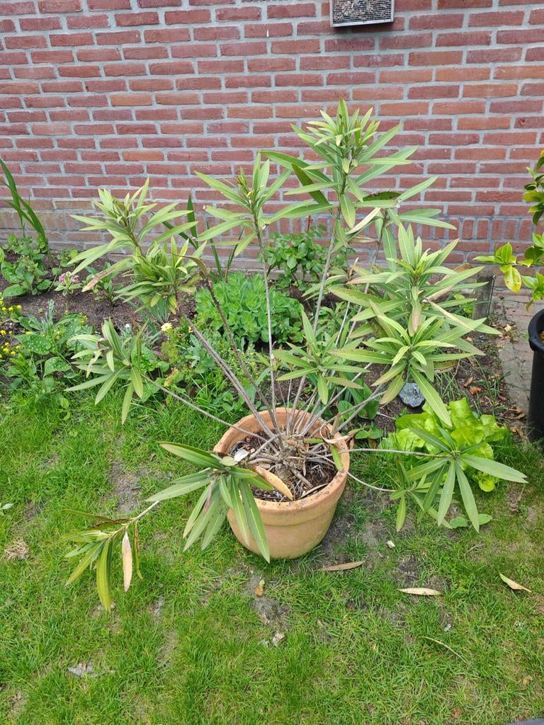 Grote Oleander in pot - Mediterrane sfeer voor uw tuin, Ophalen of Verzenden, Overige soorten, Volle zon