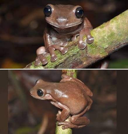 Koraalteen kikkers nk 2026 (baby's ) Frog photo 2