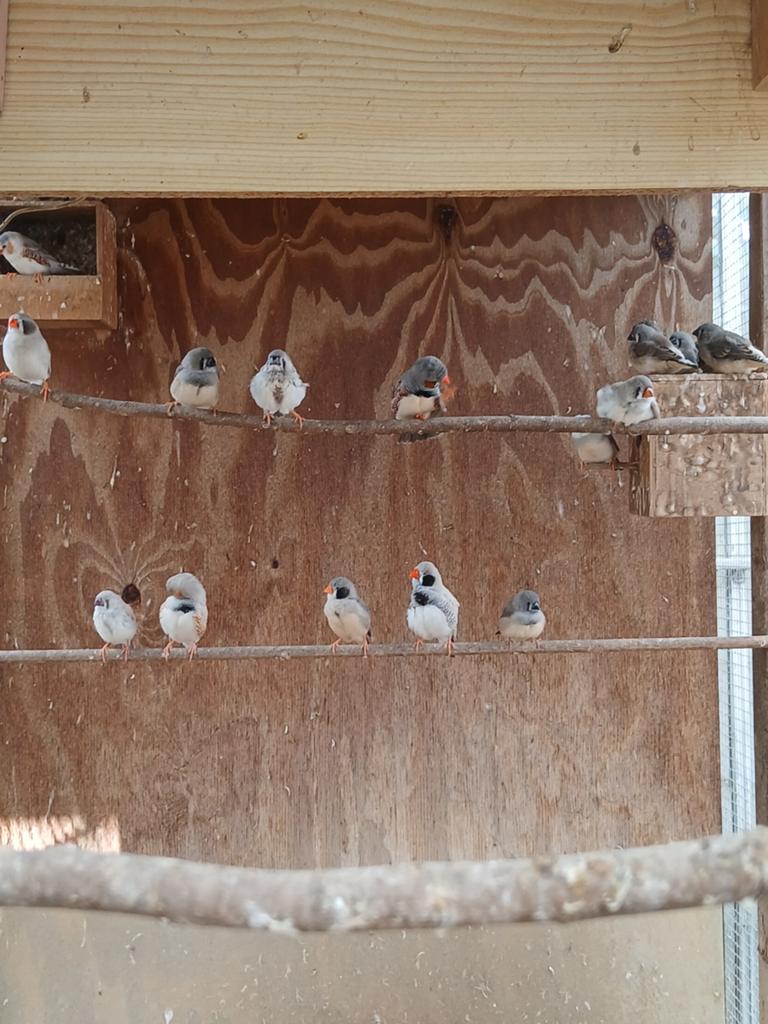10 jonge zebravinken, Dieren en Toebehoren, Vogels | Overige Vogels, Meerdere dieren, Tropenvogel