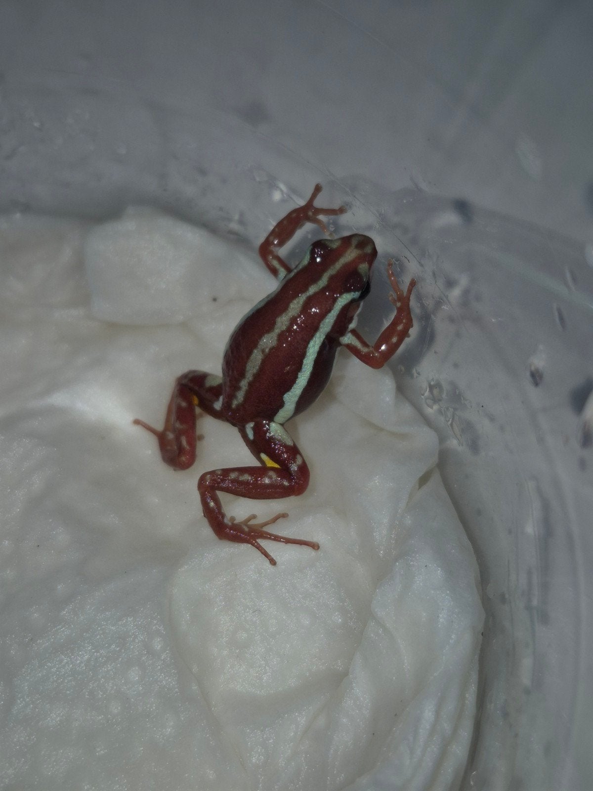 Epipedobates anthonyi tricolor gifkikker mannetje Frog - male for sale from jasper