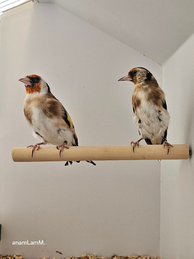 Majoorputter | Wildkleur | 2025, Dieren en Toebehoren, Meerdere dieren, Wildzangvogel, Geringd