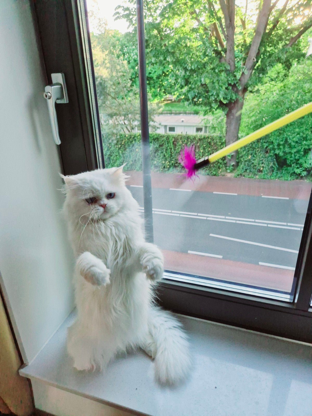 Lieve kater Pers Wit Langharig, Kater