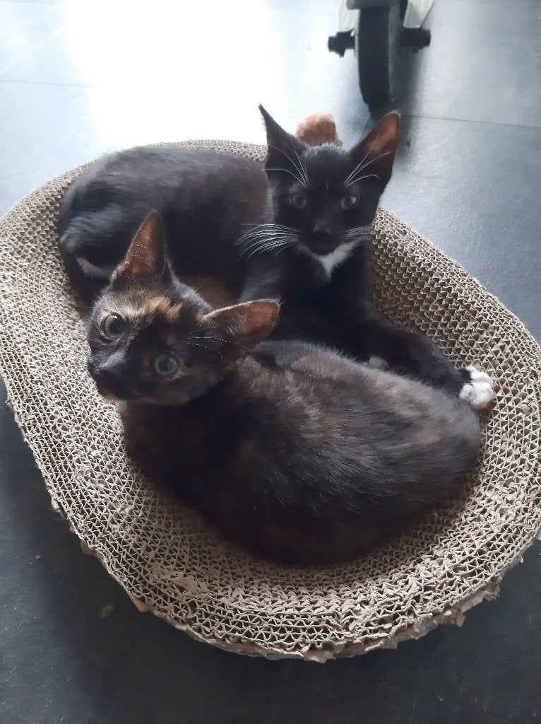 Lieve, sociale kittens zoeken een fijn thuis🐱, Dieren en Toebehoren, Meerdere dieren, Kortharig, 0 tot 2 jaar