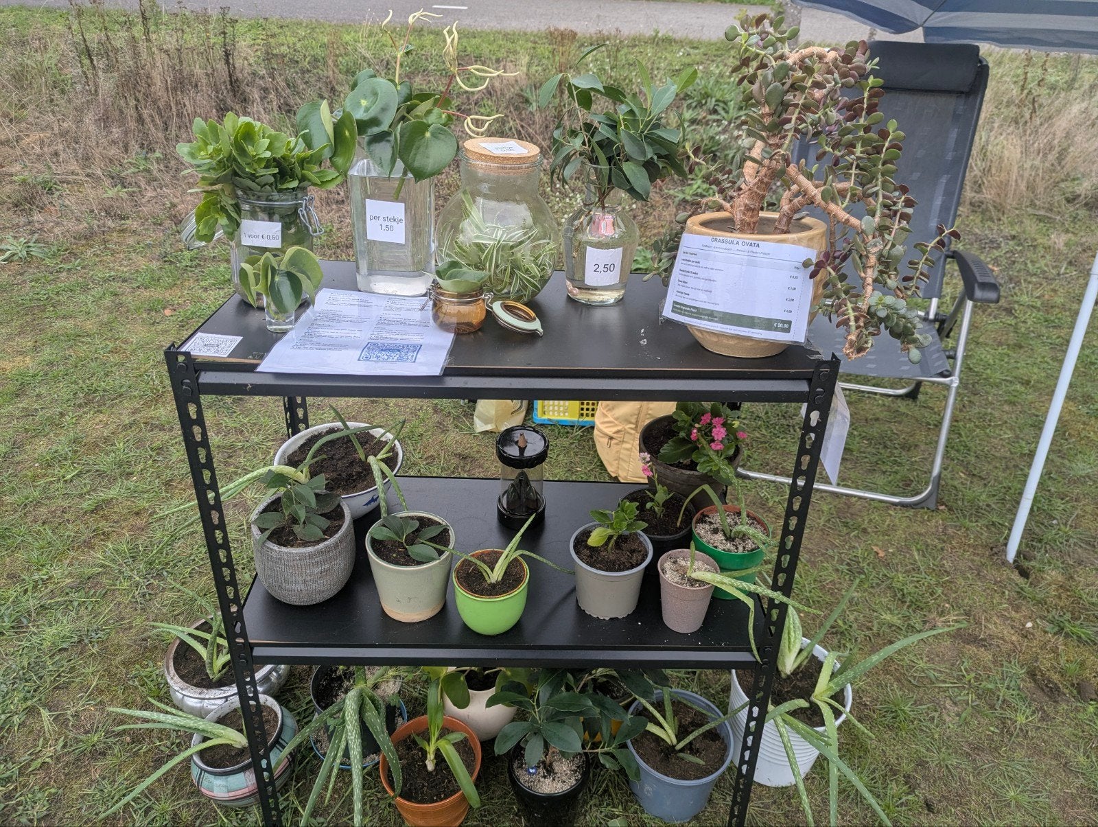 Leuke kamerplanten & stekjes! (Aloë Vera, Ficus, pannenkoek), Ophalen, Nieuw, Rond, Minder dan 30 cm
