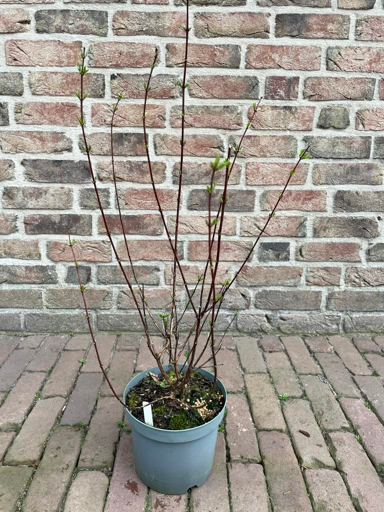 Boerenjasmijn, Volle zon, Vaste plant, Zomer, Ophalen