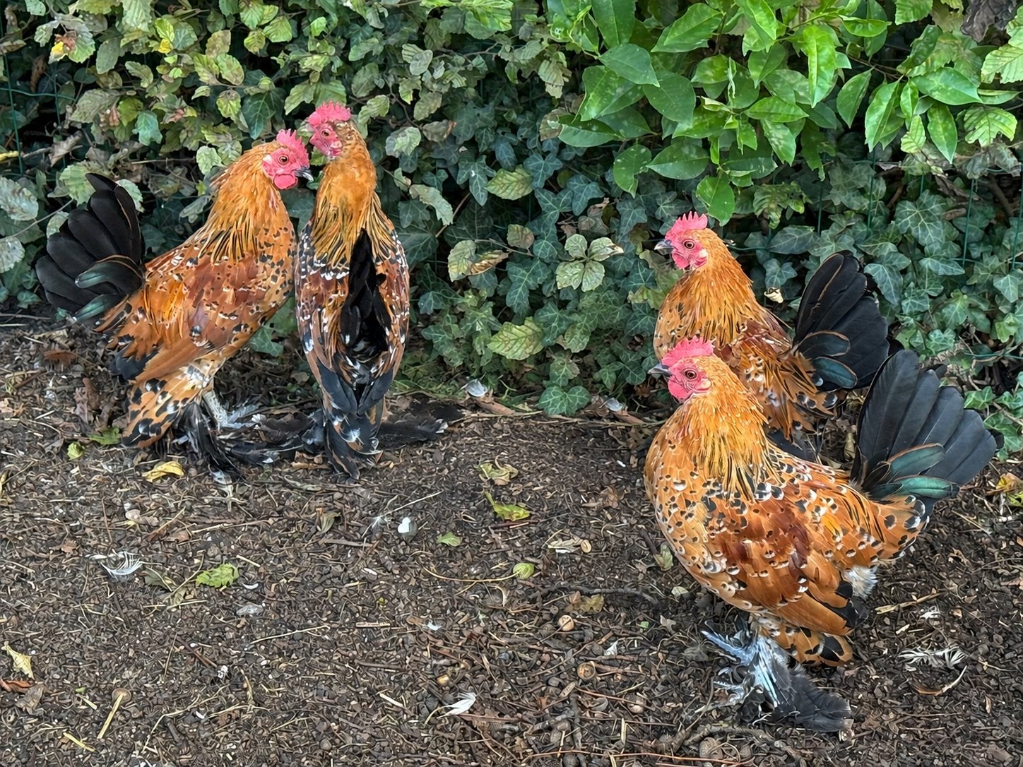 4 jonge Sabelpootkriel hanen, Dieren en Toebehoren, Pluimvee, Mannelijk, Kip