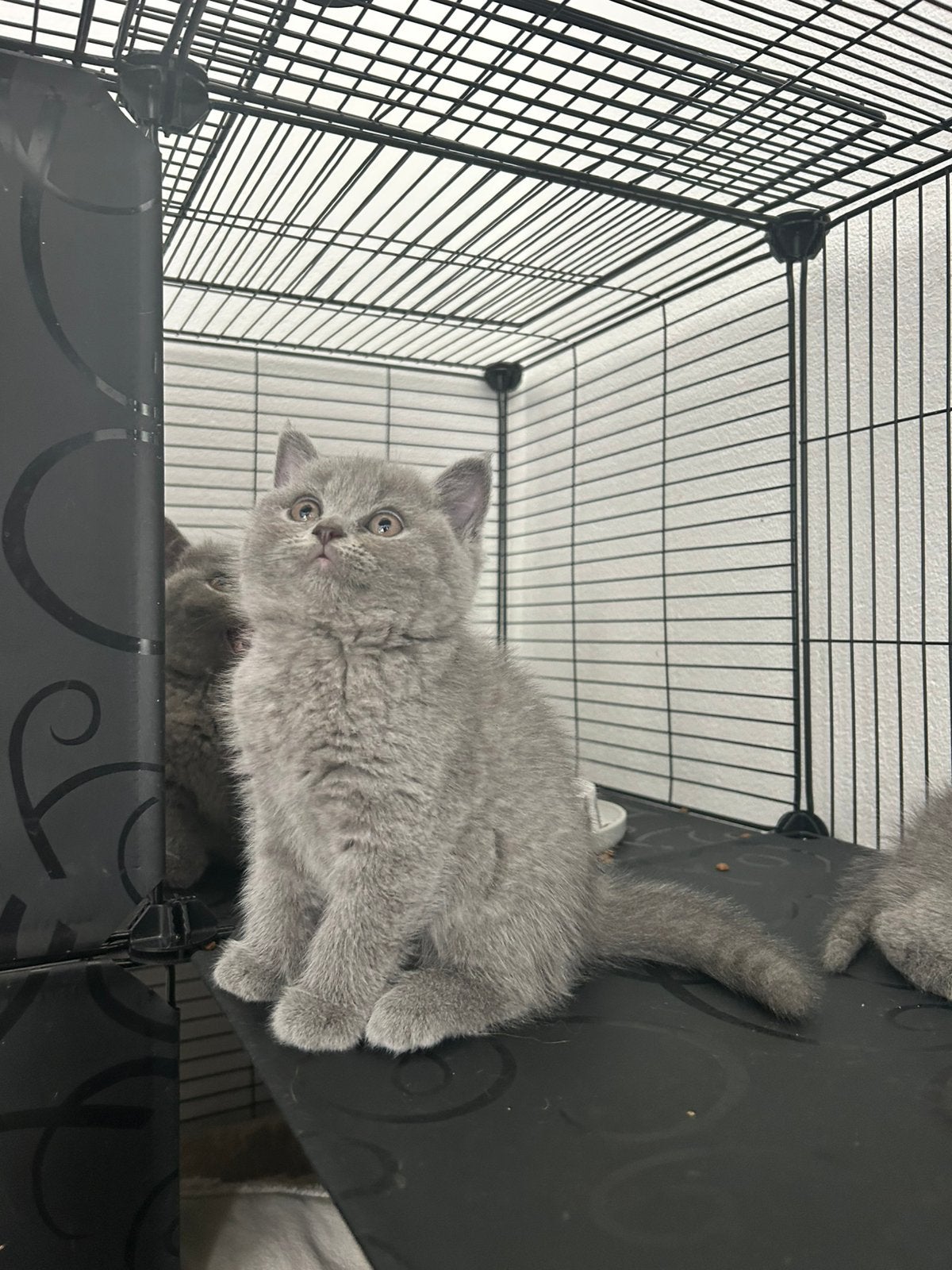 Britse Korthaar Kittens Blue Point, Dieren en Toebehoren, Katten en Kittens | Dekkaters