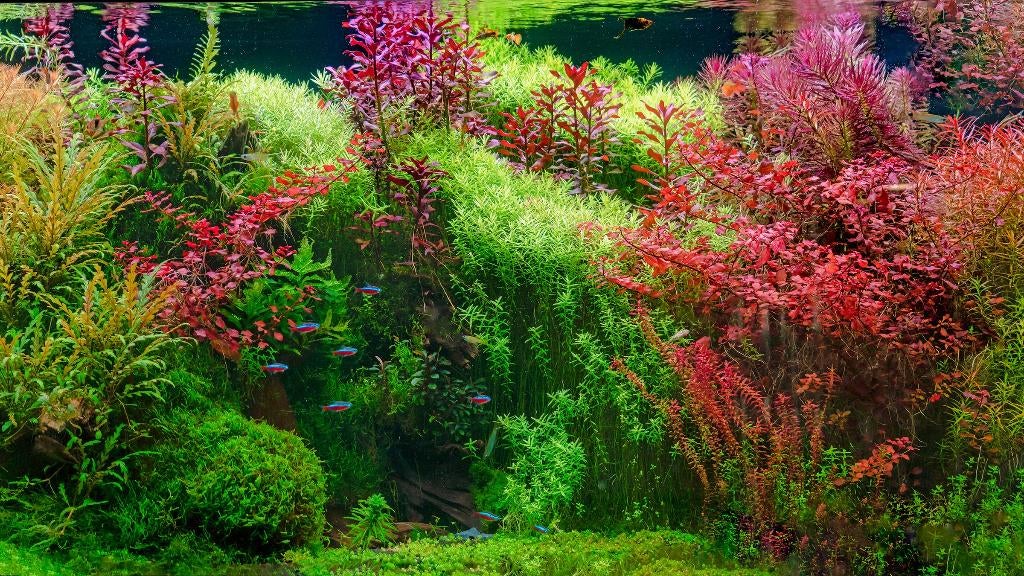 Gratis Aquariumplanten Ruilen & Weggeven! (WhatsApp Groep), Dieren en Toebehoren, Vissen | Aquaria en Toebehoren, Ophalen of Verzenden