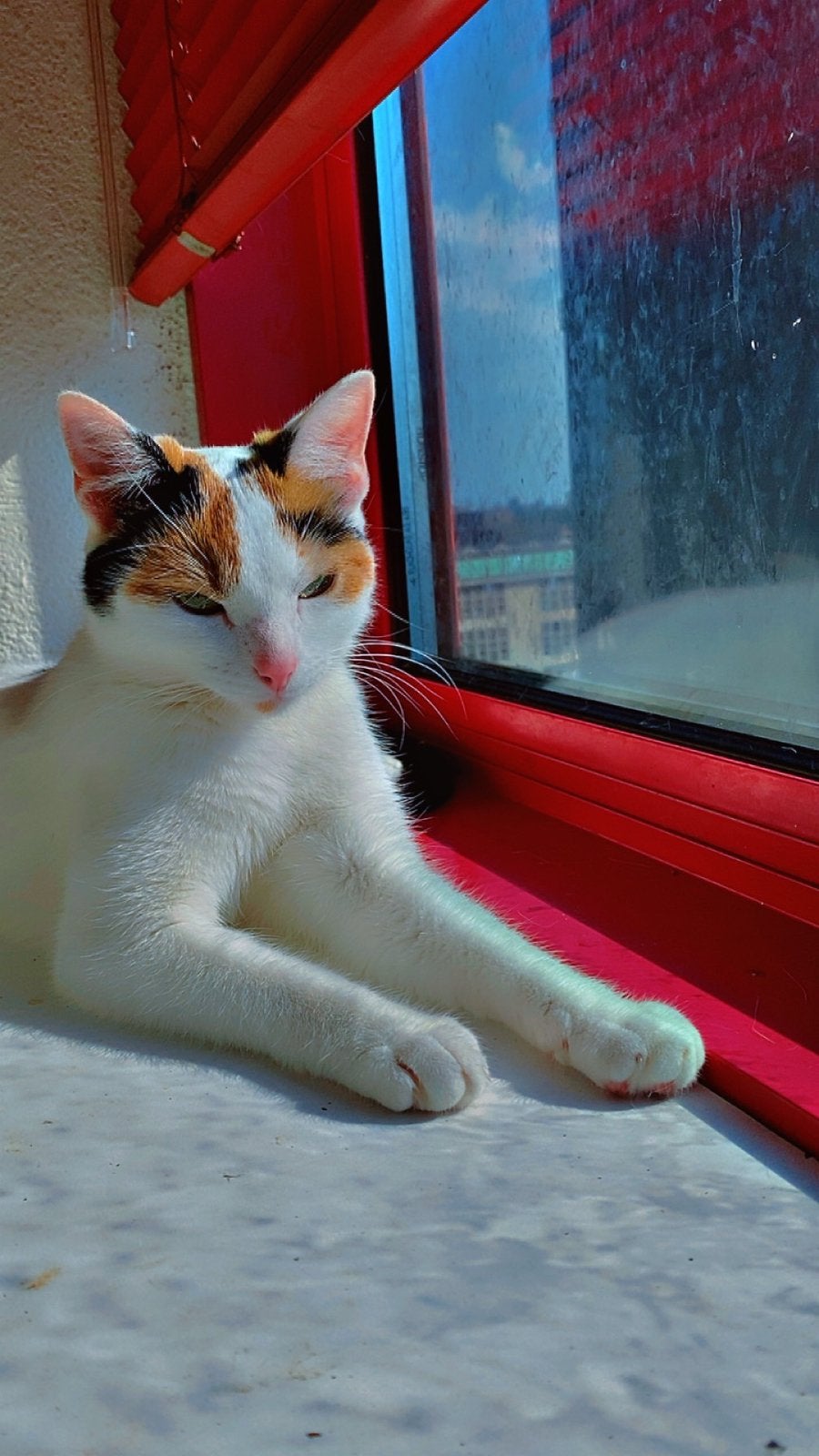 2 vrouw katten, Dieren en Toebehoren, Poes, Kortharig, 0 tot 2 jaar