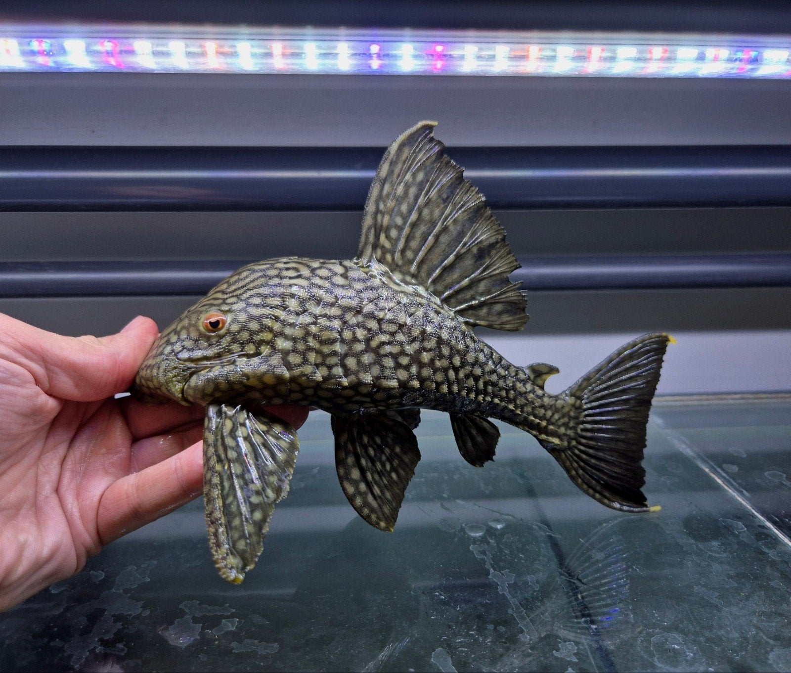 Spotted L330 Watermeloen pleco, Dieren en Toebehoren, Vis, Zoetwatervis